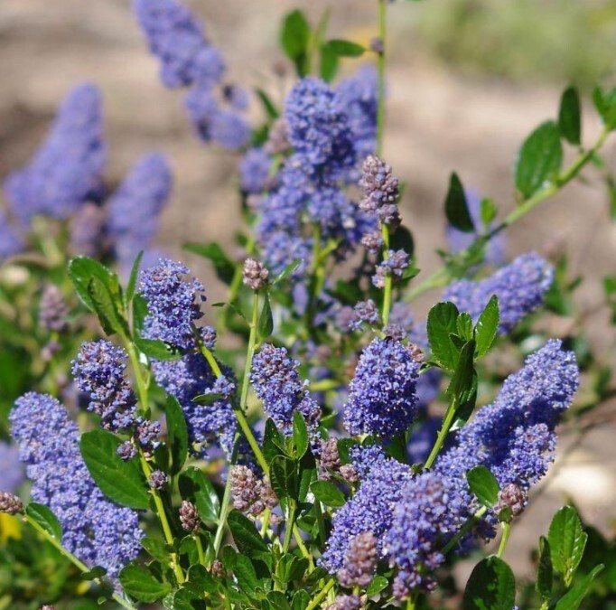 Ceanothus Skylark 5 gal