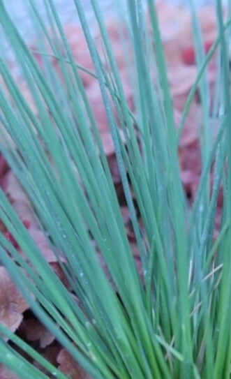 Juncus Blue Arrows 4&quot;