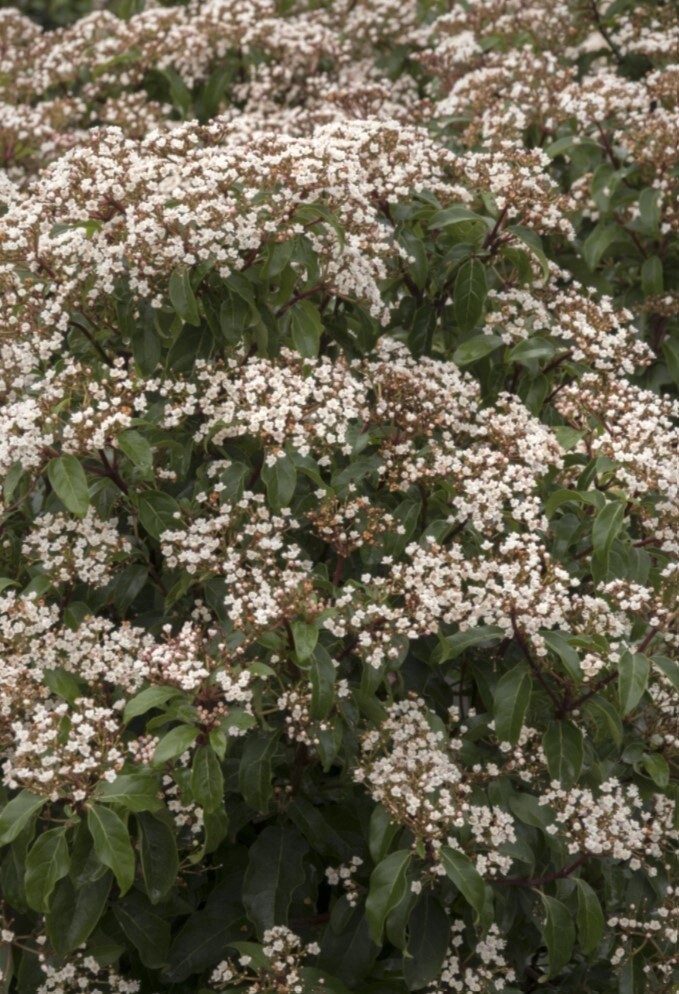 Viburnum Tinus 1 gal