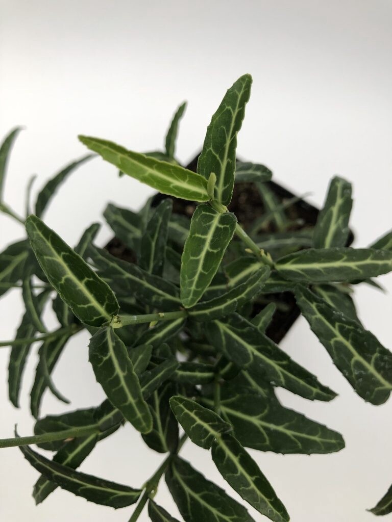 Euonymus WolongsGhost 4&quot;