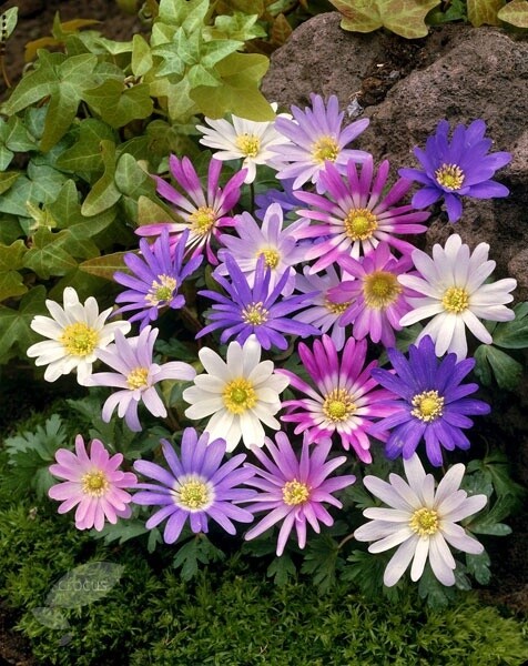 Anemone Blanda 4&quot;