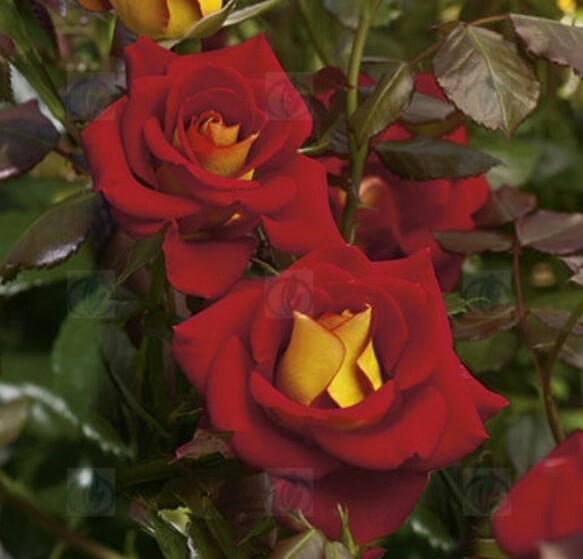 Rose Ketchup &amp; Mustard 3 gal
