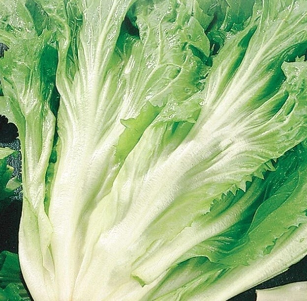 Endive Batavian ORG Pak