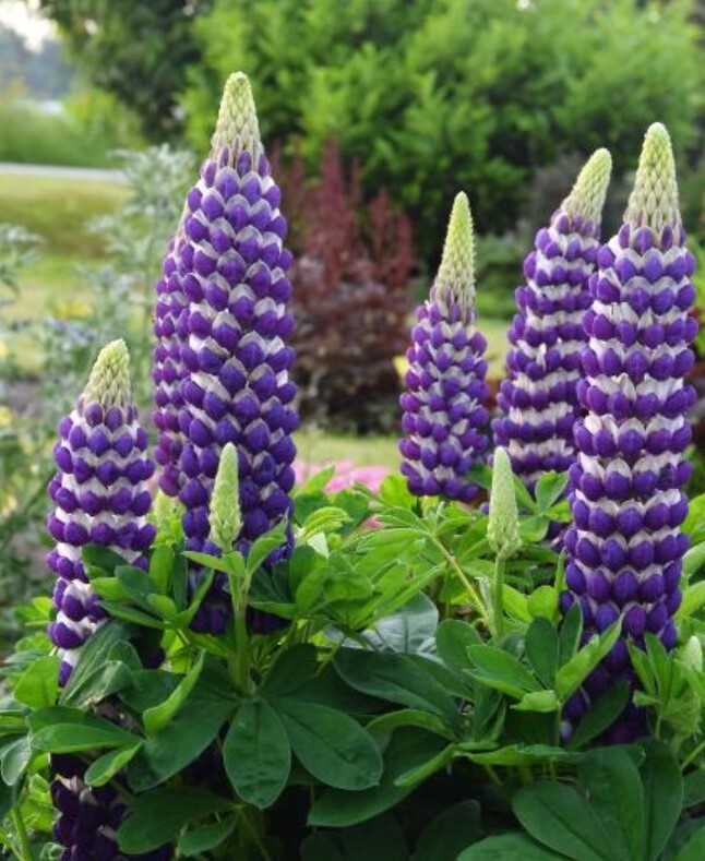 Lupine Blacksmith 2 gal