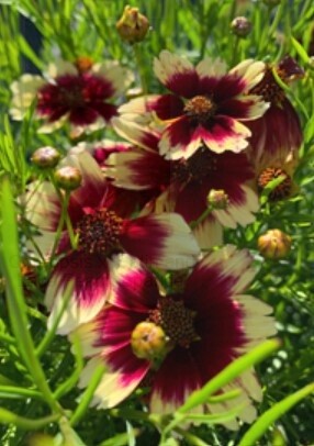 Coreopsis Peach Sparkle 1 gal