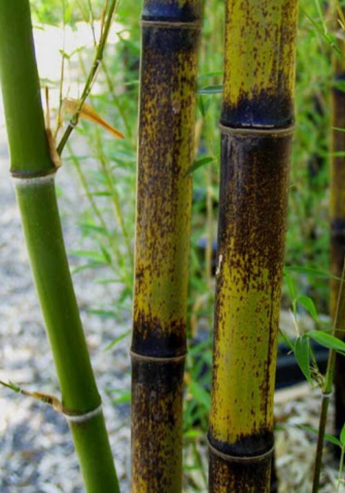 Bamboo Black 5 gal