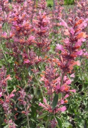 Agastache Salmon & Pink 1 gal