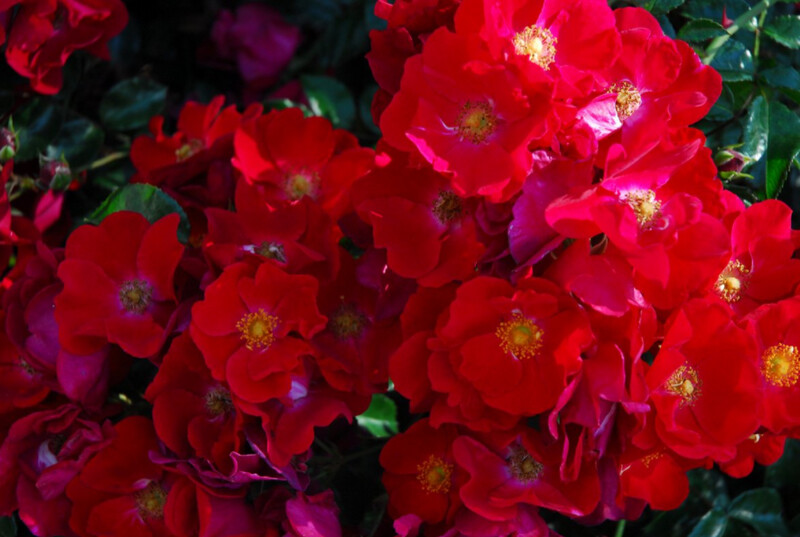 Rose Flw Carpet Red 2 gal