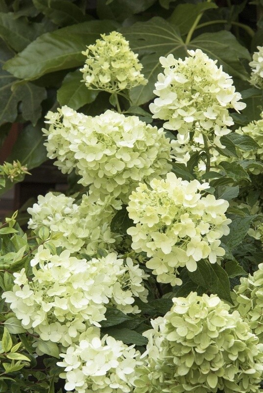 Hydrangea Pan Candy Apple 2 gal