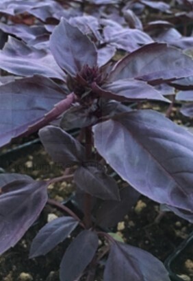 Basil Red Ruby 4&quot;