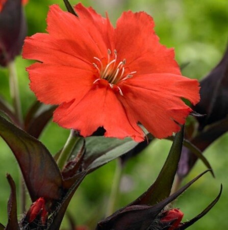 Lychnis Lipstick Qt