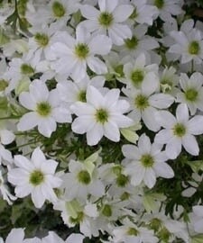 Clematis Early Sensation