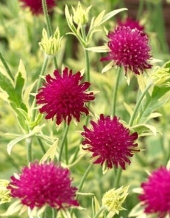 Knautia Thunder &amp; Light QT