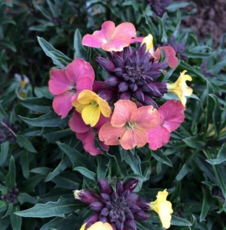 Wallflower Trop Sunset Qt