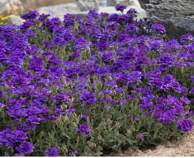 Verbena Endurascape Purple 1 gal