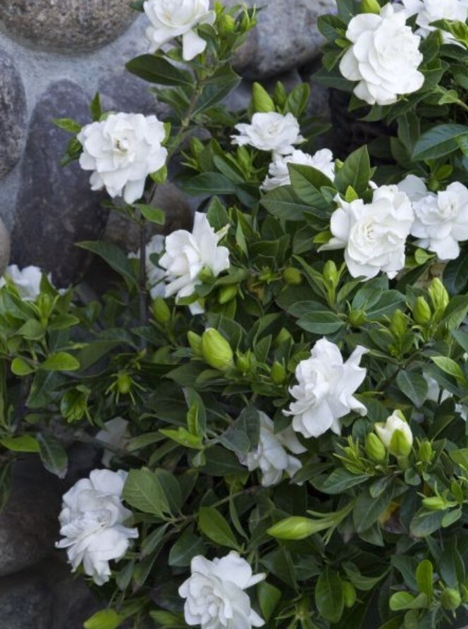 Gardenia Veitchii 5 gal STK