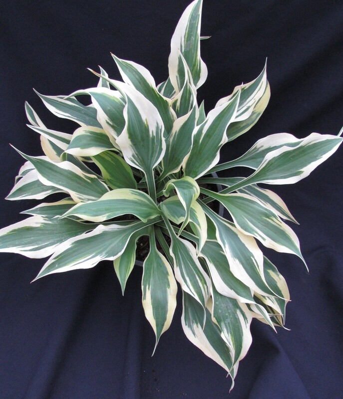 Hosta BrightStar 1 gal