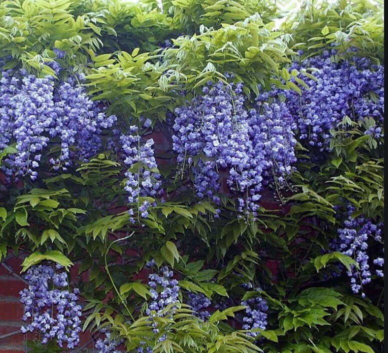 Wisteria Floribunda Japanese 5 gal