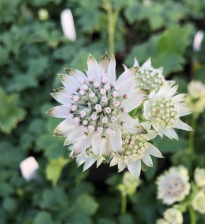 Astrantia Star of Billions 1 gal