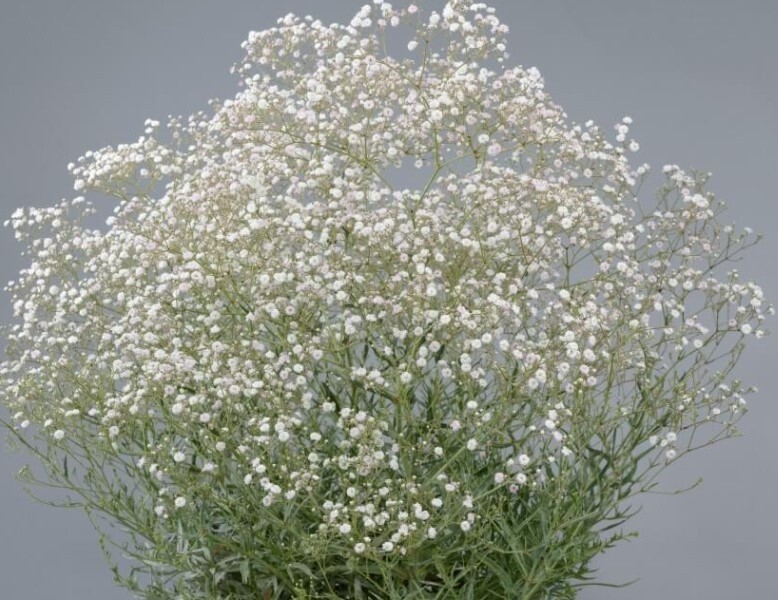 Gypsophila Festival White Qt