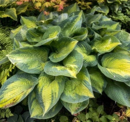 Hosta Brother Stefan 1 gal