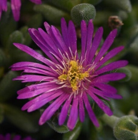 Ice Plant lido magenta 4&quot;
