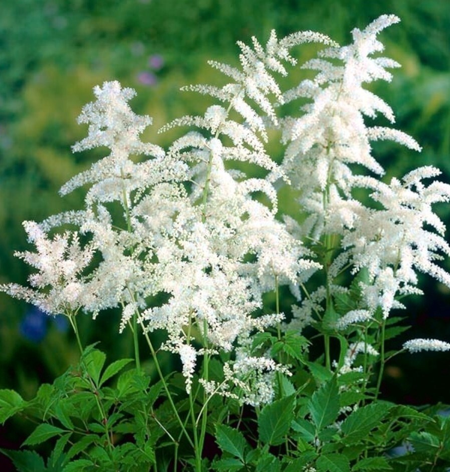 Astilbe Diamant 1 gal