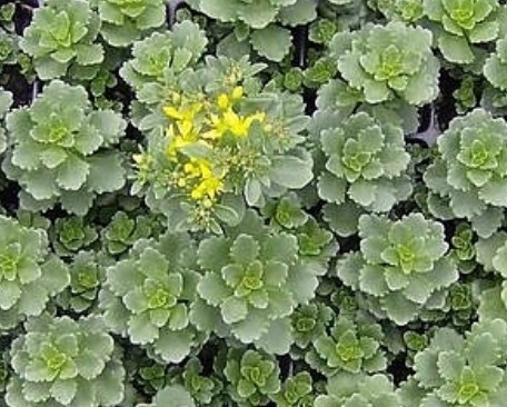 Sedum &#39;Immergrunchen&#39; 4&quot;
