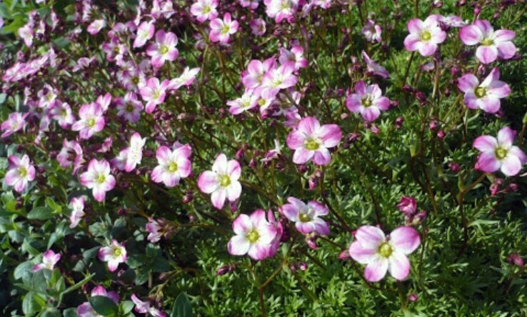 Saxifraga Applebloosom 4&quot;