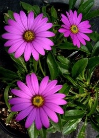 Purple Mtn Daisy 1 gal