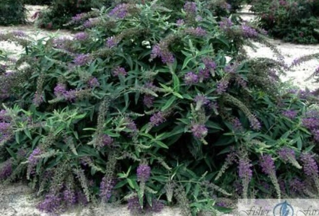 Buddleia Purple Haze True #2