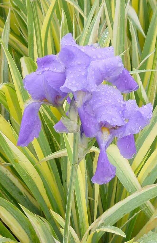 Iris variegated 1 gal