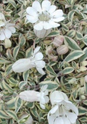 Silene Variegated QT