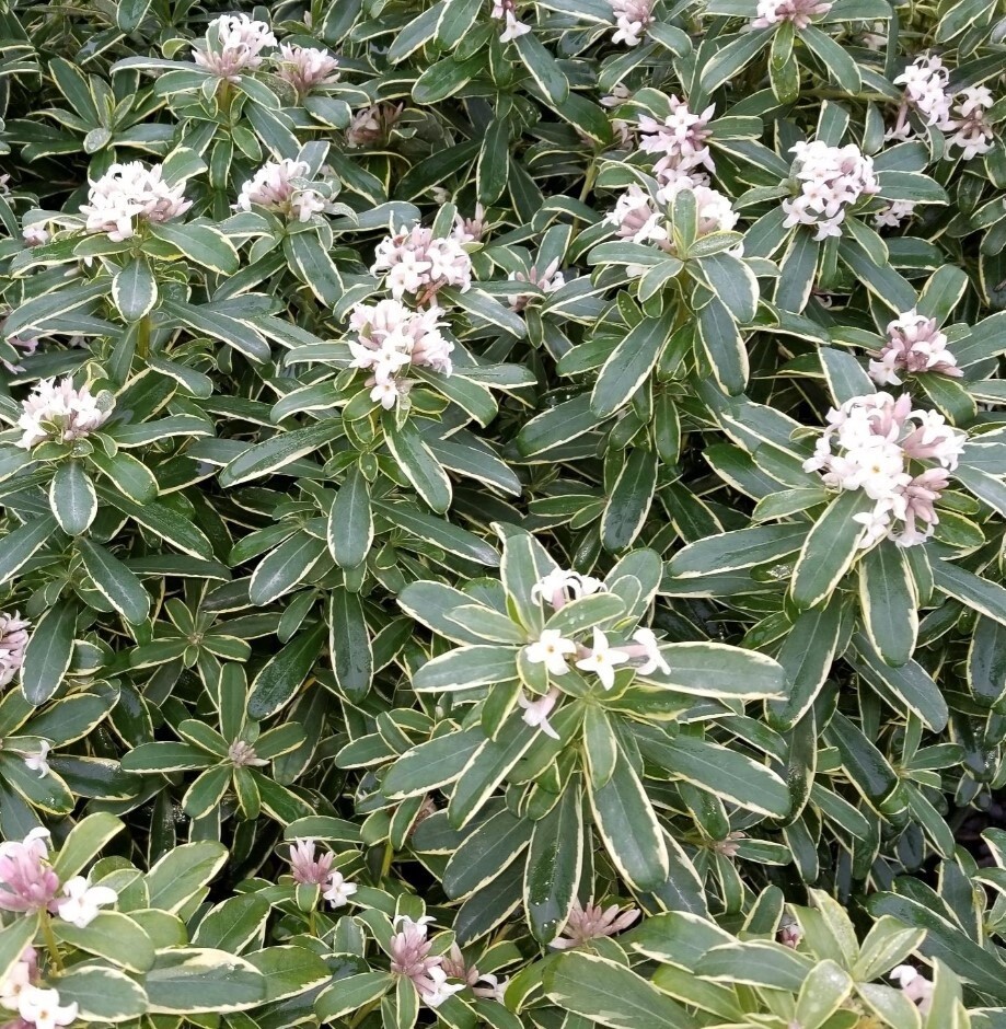 Daphne Summer Ice 7 Gal