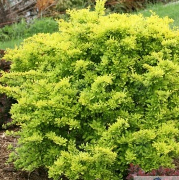 Barberry Sunjoy Citrus #1