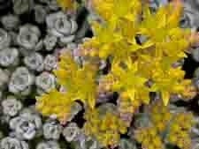 Sedum Cape Blanco 4