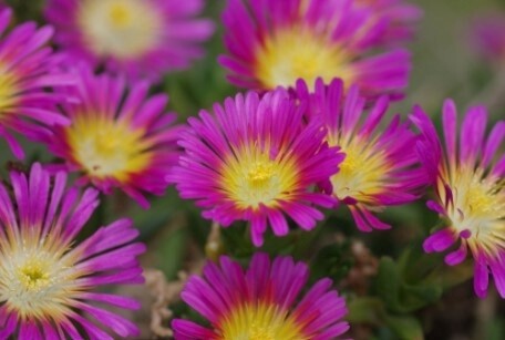 Ice Plant Wheels Hot Pink QT