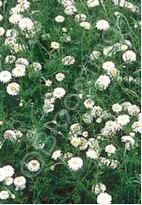 Chamomile Flore Pleno 4&quot;