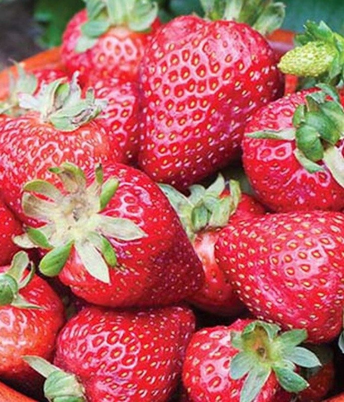 Strawberry Seascape 4"