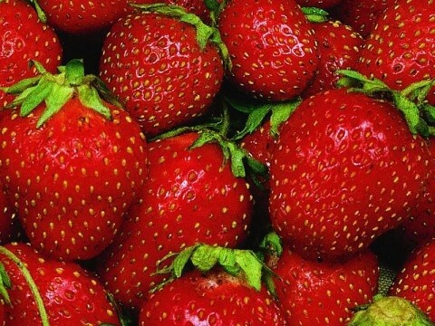 Strawberry &#39;Hood&#39;