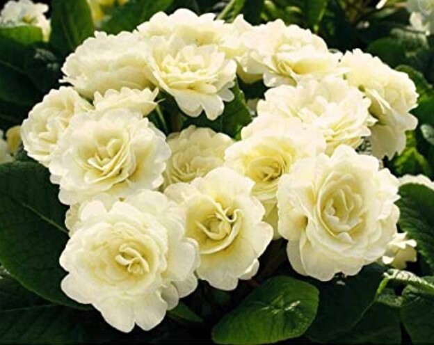 Primrose Cream Qt