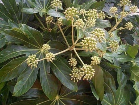 Fatsia 5 gal