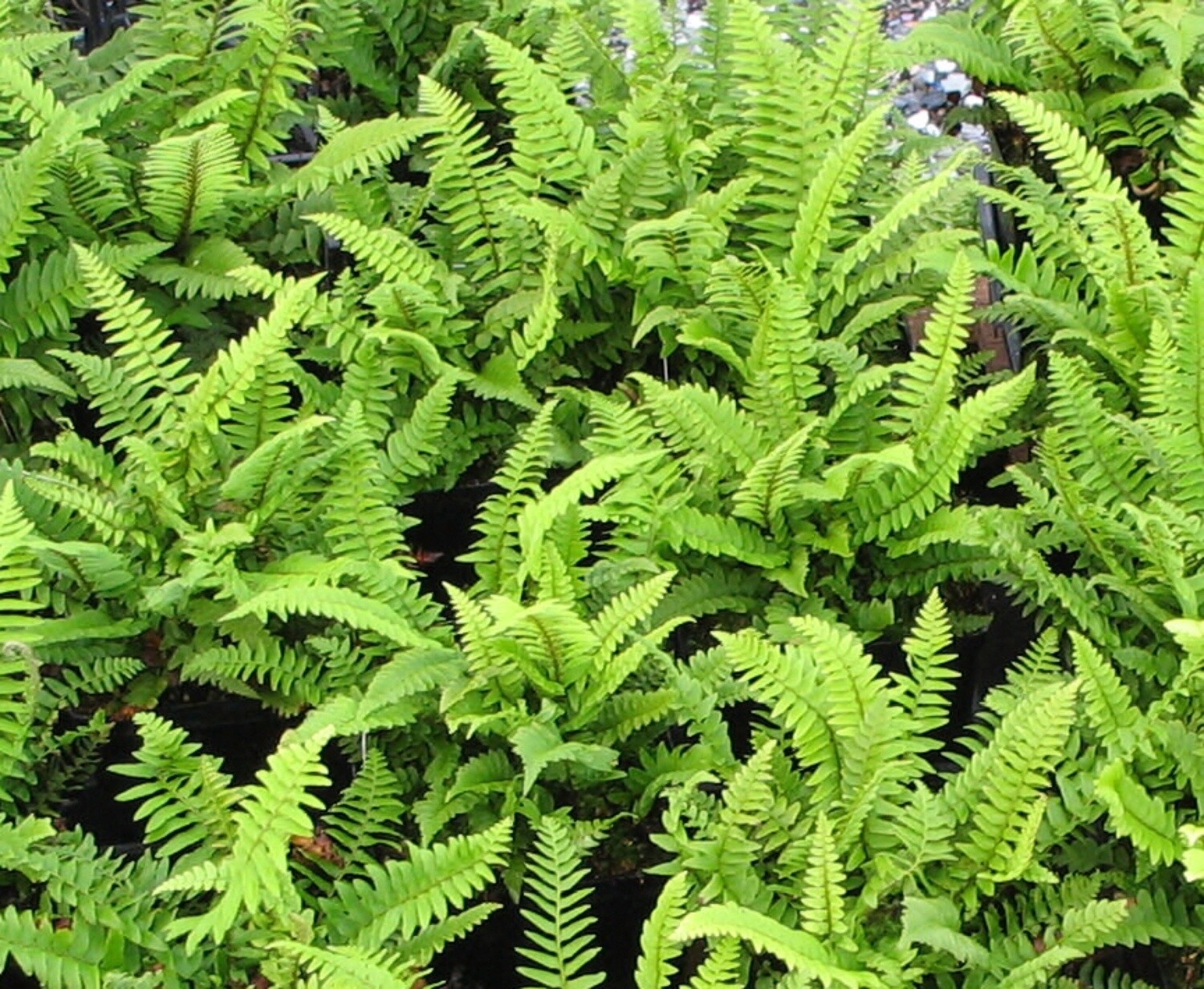 Sword Fern 4&quot;