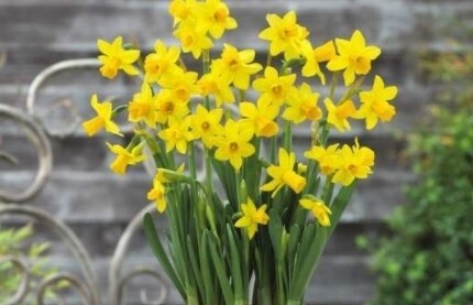 Daffodil Tete-a-tete 4&quot;
