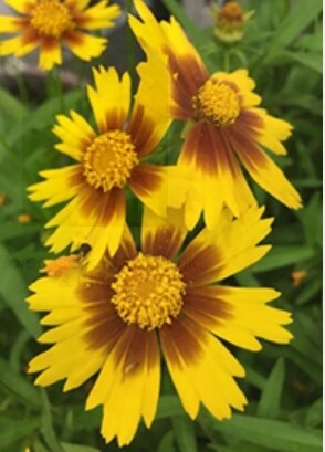 Coreopsis GoldBronze QT