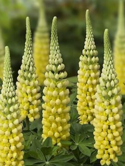 Lupine Desert Sun 2 gal