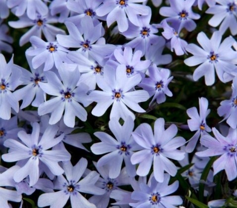 Phlox Sprd Spring Blue 4&quot;