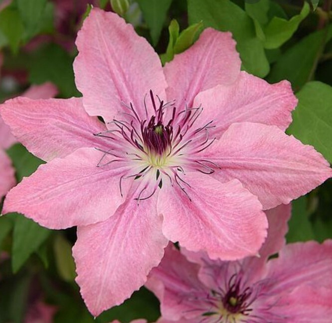 Clematis Sarah Elizabeth 2 gal