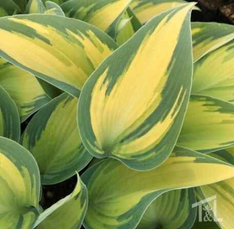Hosta June QT