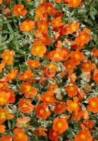Sunrose Henfield 4&quot;